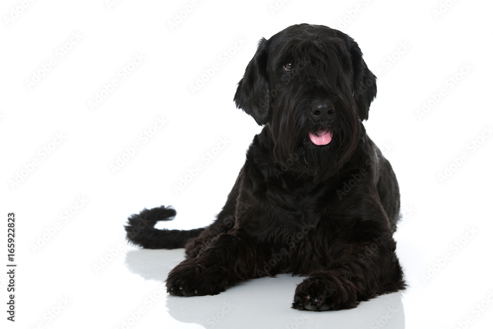 Obraz premium Riesenschnauzer