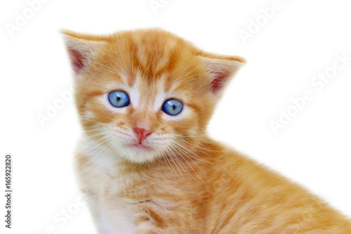 Animals, Pets, Cats concept - Cropped shot of kitten isolated on white background. Cute red kitten isolated over white. Ginger tabby kitten isolated. 