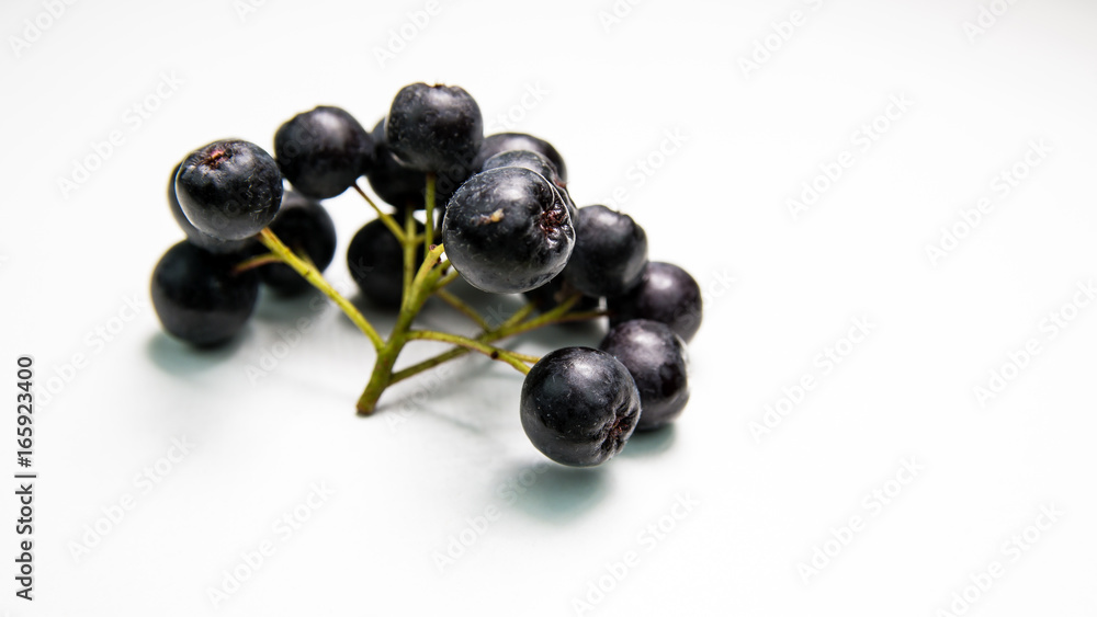 Branch of black chokeberry (Aronia melanocarpa) Branch of black chokeberry (Aronia melanocarpa)