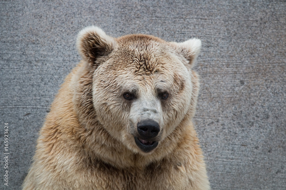 Obraz premium Visage d'un ours en gros plan