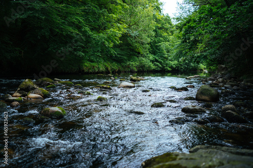 Wallpaper Mural Clear spring water flows through a forest Torontodigital.ca