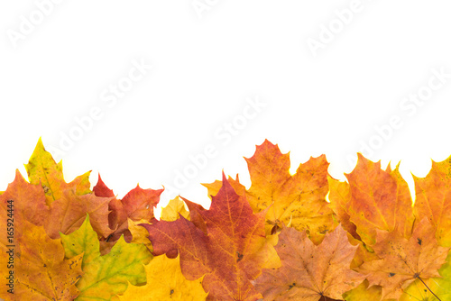 Colorful autumn leaves isolated on white