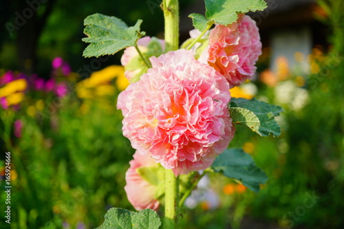Fototapeta Naklejka Na Ścianę i Meble -  The beauty of decorative mallow flower in garden - Hollyhock Charter's Double, Alcea rosea, Hollyhock 
