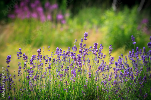 Fototapeta Nature garden background with lavender flowers.