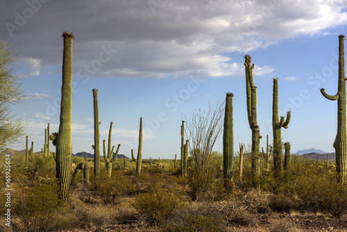 desert landscape with cactus photo