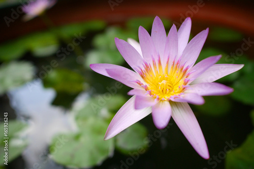 Lotus flower blossom with leaf in pond