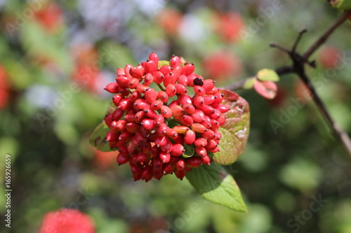 The fruit Viburnum lantana. Is an green at first, turning red, then finally black. Wayfarer or wayfaring tree is a species of Viburnum