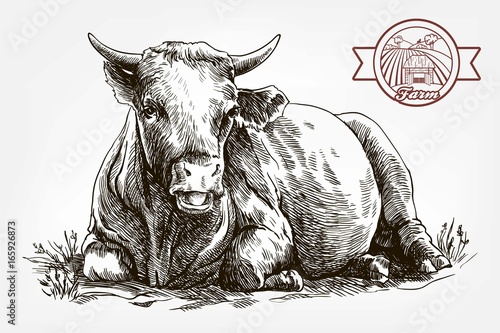 breeding cow. animal husbandry. livestock
