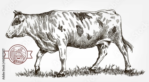 breeding cow. animal husbandry. livestock