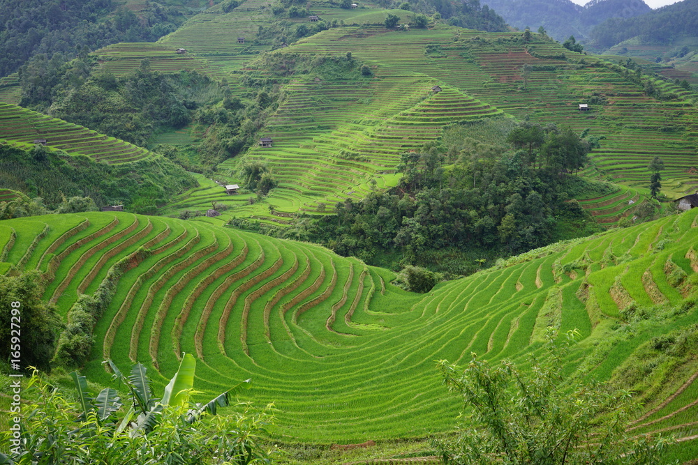 Rice Terrace in Mu Cang Chai, Vietnam