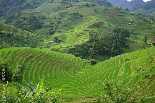 Rice Terrace in Mu Cang Chai  Vietnam