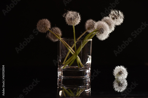 Fototapeta Naklejka Na Ścianę i Meble -  White fluffy flowers dandelions in a glass on a black background. Delicate weightless fluff.
