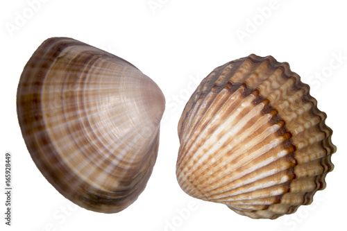 Two shells close up on a white background