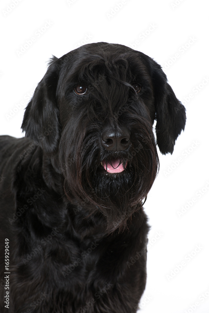 Riesenschnauzer