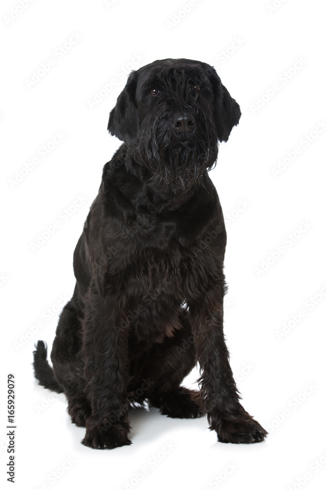 Obraz premium Riesenschnauzer