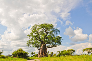 Leinwandbilder Baobab Markanter Baobab in karger Savanne  © HeresTwoPhotography