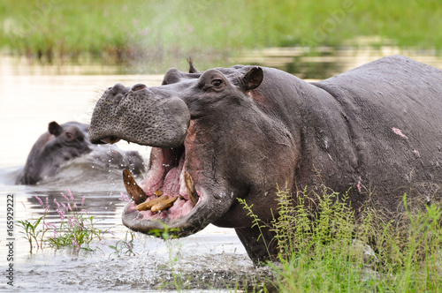 Open Mouth Hippo
