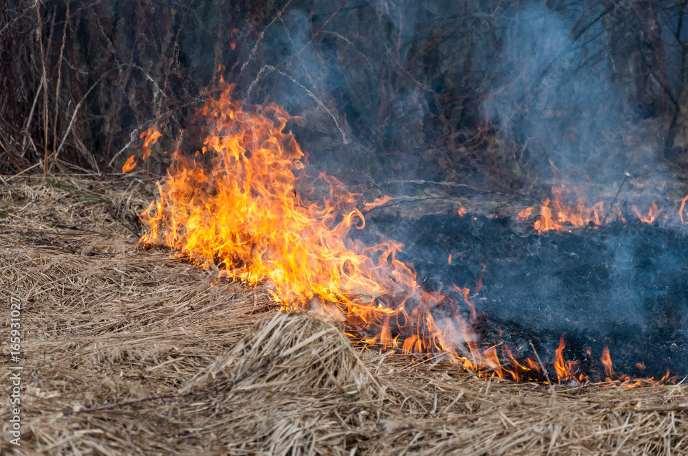 A large forest fire with high spurts of flame A large forest fire with high spurts of flame