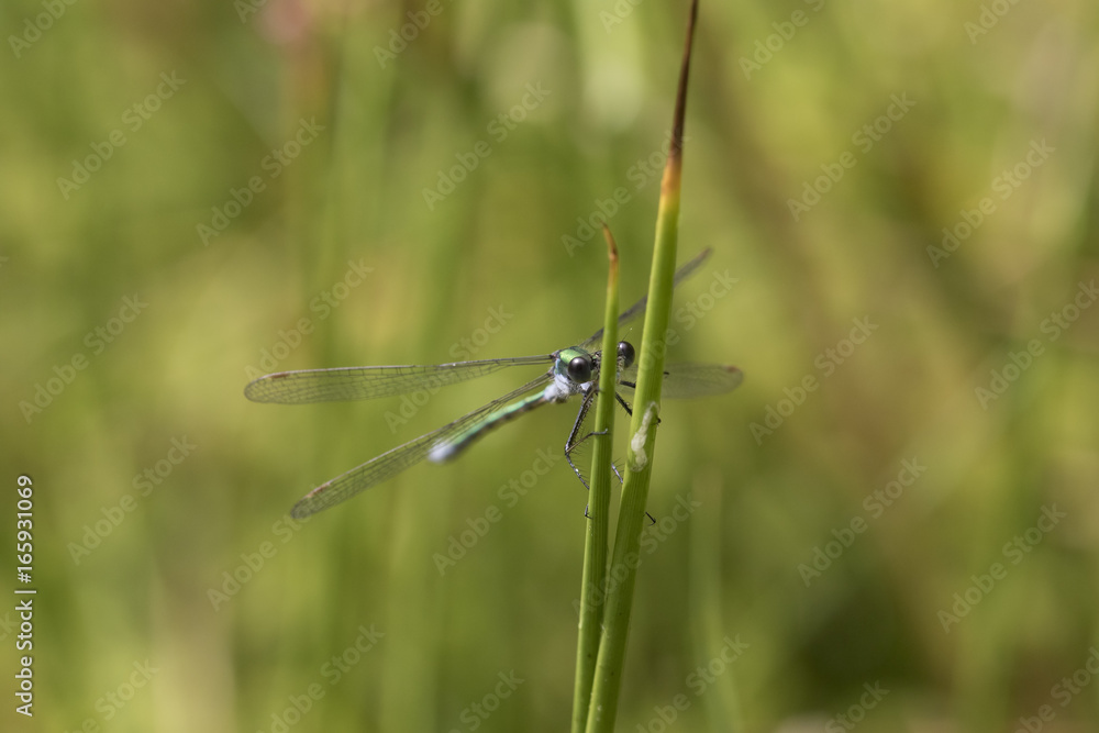emerald damselfly emerald damselfly