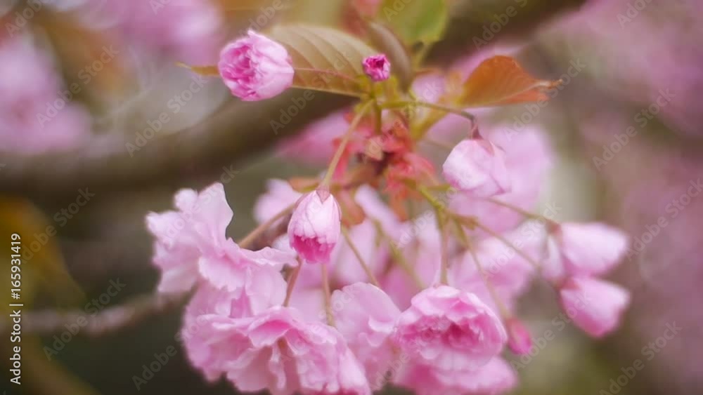Flowers of Cherry, Filmed Close-Up. Flowers of Cherry, Filmed Close-Up.