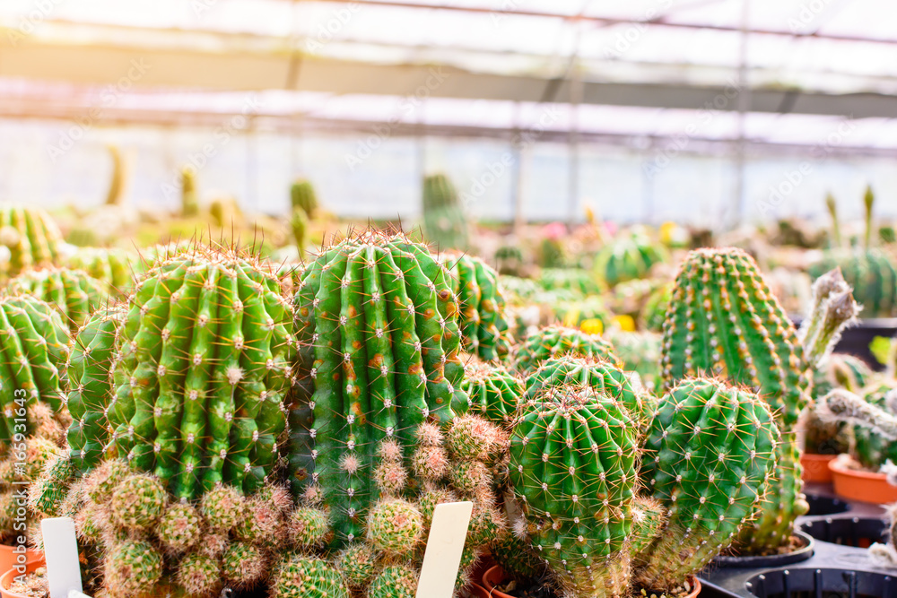 Cactus tree shop with breeding in the house for sale Cactus tree shop with breeding in the house for sale