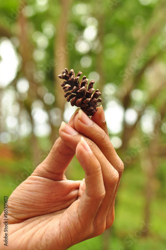 Pine cone and hand