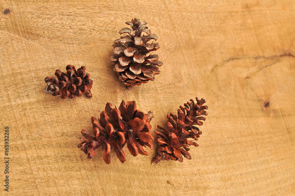 Pine cone Pine cone