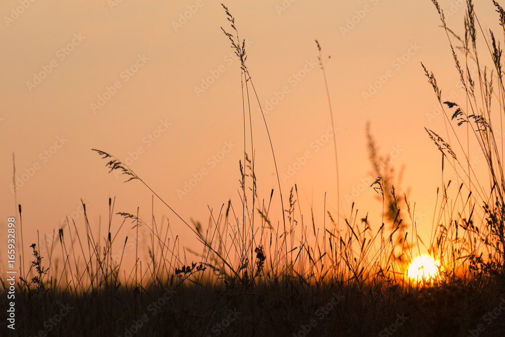 Autumn or summer sunset - the sun through the silhouette of grass. Autumn or summer sunset - the sun through the silhouette of grass.
