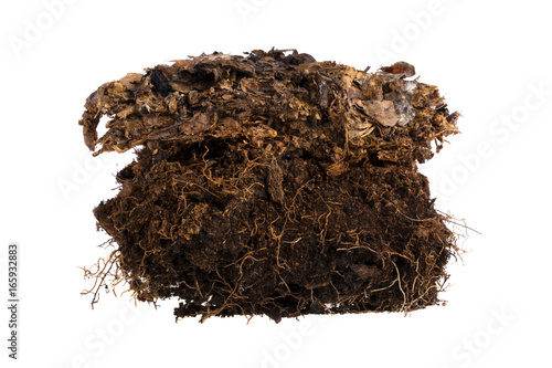 Фотография Forest turf on white background
