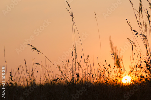 Autumn or summer sunset - the sun through the silhouette of grass.
