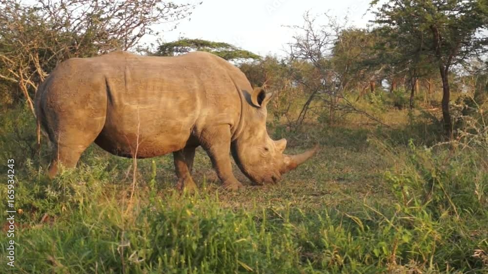 Weiße Nashörner im Nationalpark Südafrika Weiße Nashörner im Nationalpark Südafrika