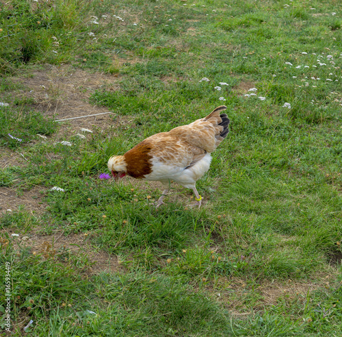 Single white chicken stands on a meadow
