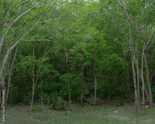 forest
