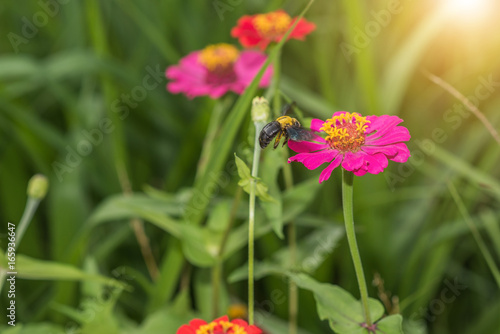 zinnia flowers and wasp