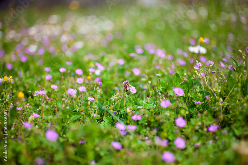 View of countryside flowers