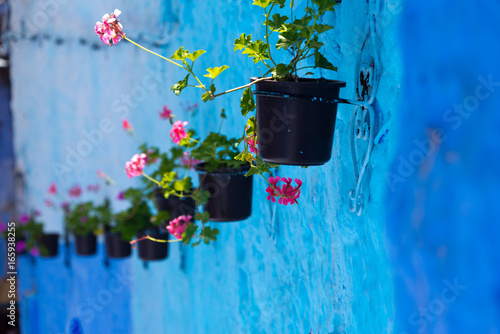 flowers in chefchaouen, morocco © Nikolai Link