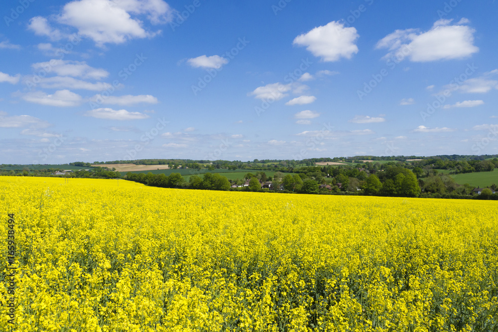 Rapeseed field ,Hampshire ,Landscape