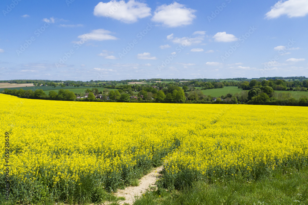 Footpath through Rapeseed field ,Hampshire ,Landscape