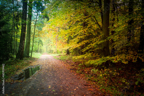 Breathtaking forest in the autumn in Poland © shaiith