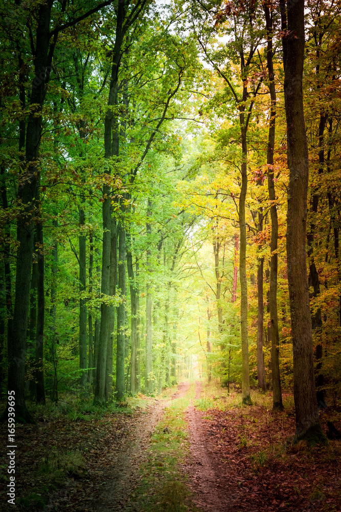 Obraz premium Beautiful autumn in the forest in Europe