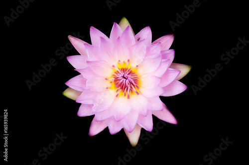 Pink Lotus Isolated.