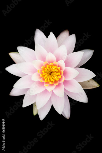 White and Pink Lotus Isolated.