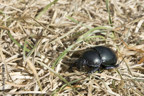 Wallpaper Mural insetto Torontodigital.ca