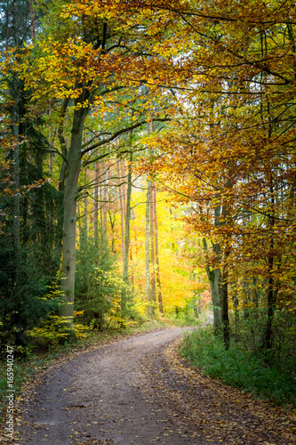 Beautiful path in the forest in Europe © shaiith