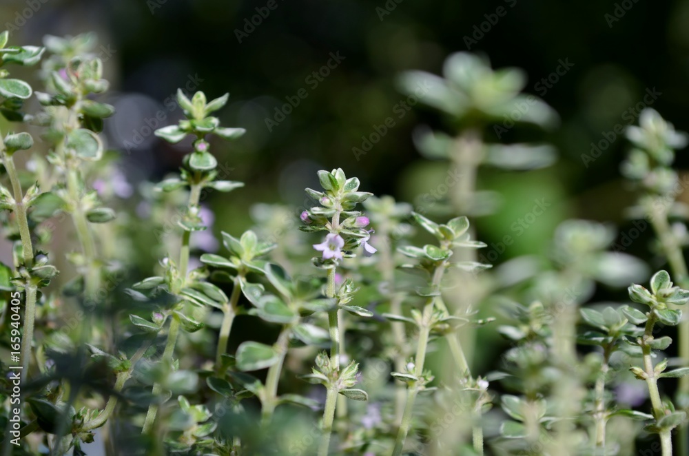 Thymian Thymian