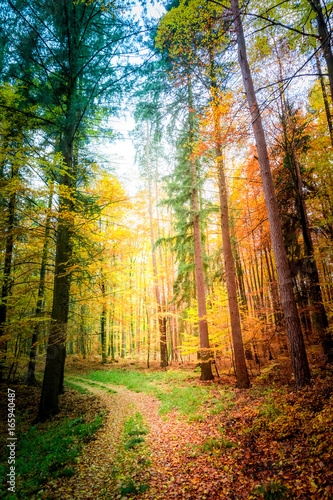 Wonderful forest in the autumn in Poland