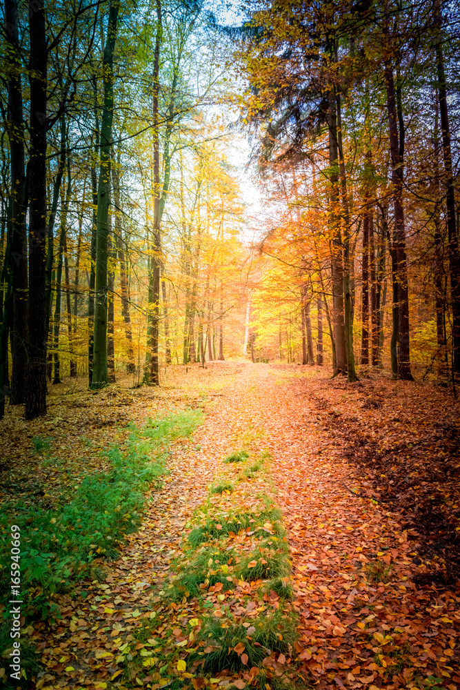 Sunny forest in the autumn in Poland