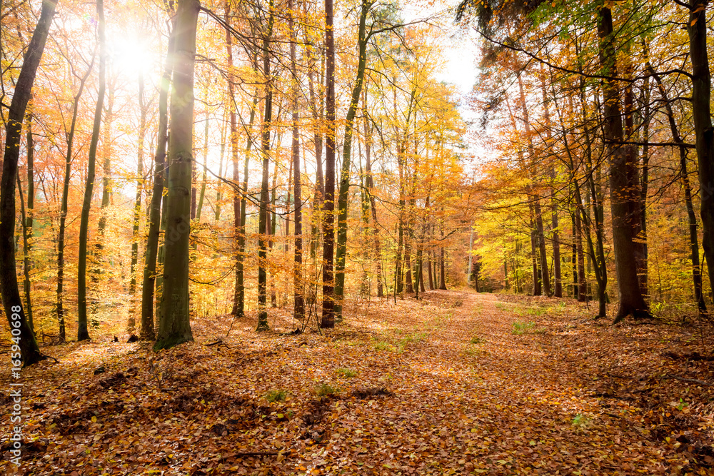 Fototapeta premium Colorful forest in the fall in Europe