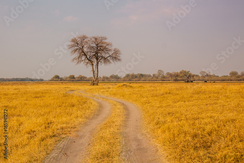 Einsamer Baum in der Steppe Botswanas