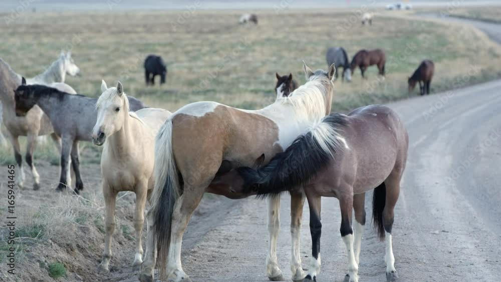 Older horse nursing on mother of almost the same size Older horse nursing on mother of almost the same size